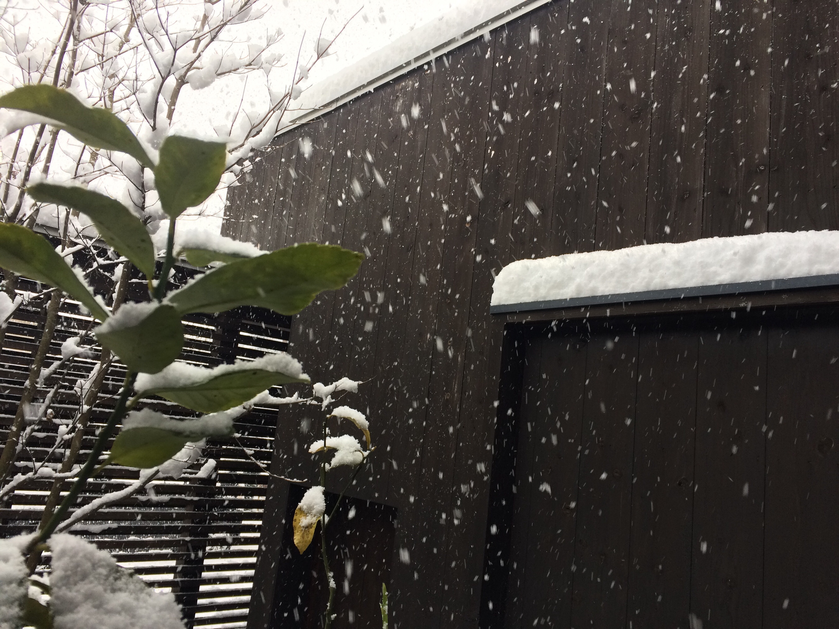 小寒 しょうかん 一年で一番寒い時期の始まりです 小寒 しょうかん 一年で一番寒い時期の始まりです
